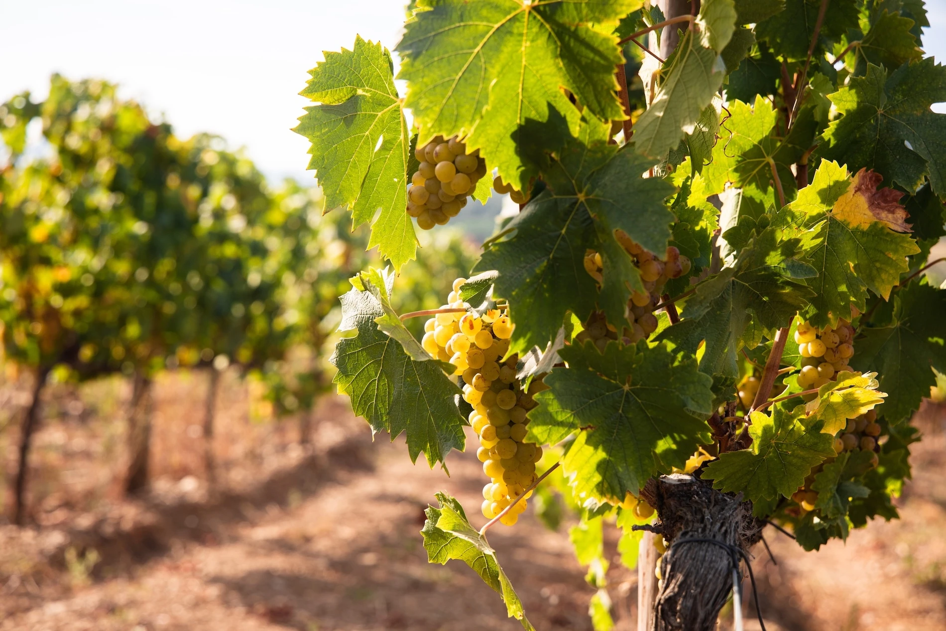The Vines