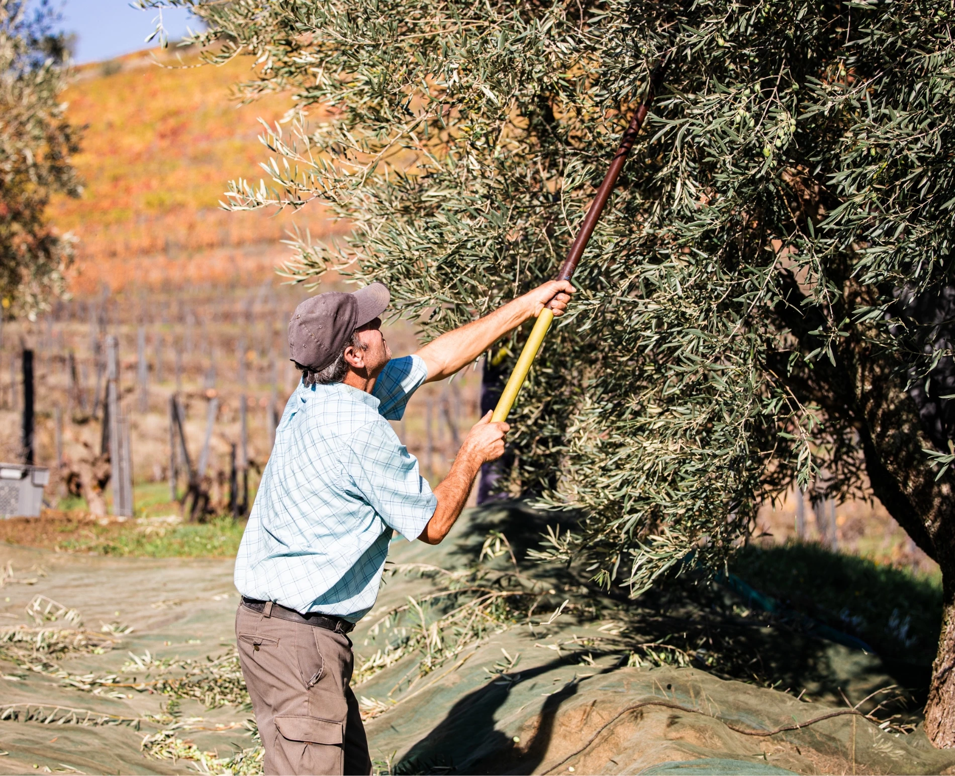 Olive Grove