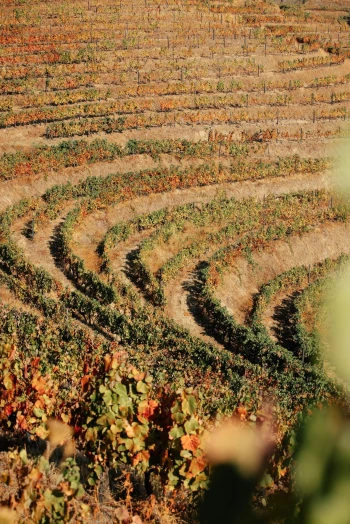 Vines Quinta da Vacaria 5