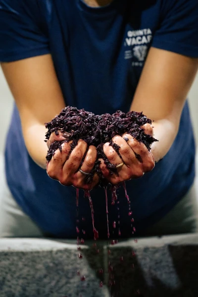 Uvas pisadas