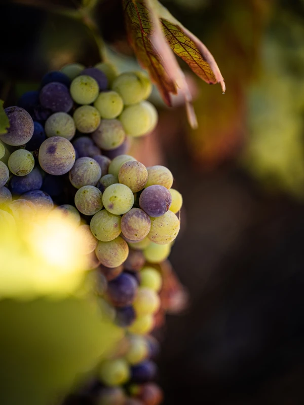 Uvas