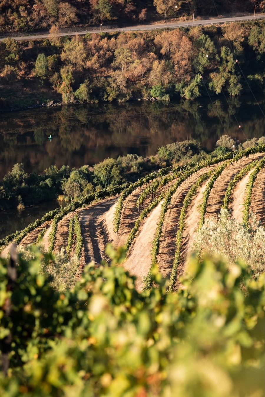 Wines