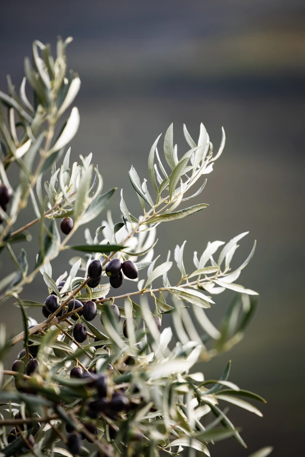 Our Olive Grove
